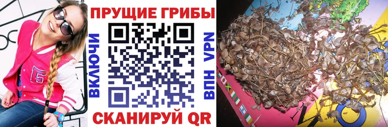 где купить наркоту  Струнино  Галлюциногенные грибы Psilocybe 